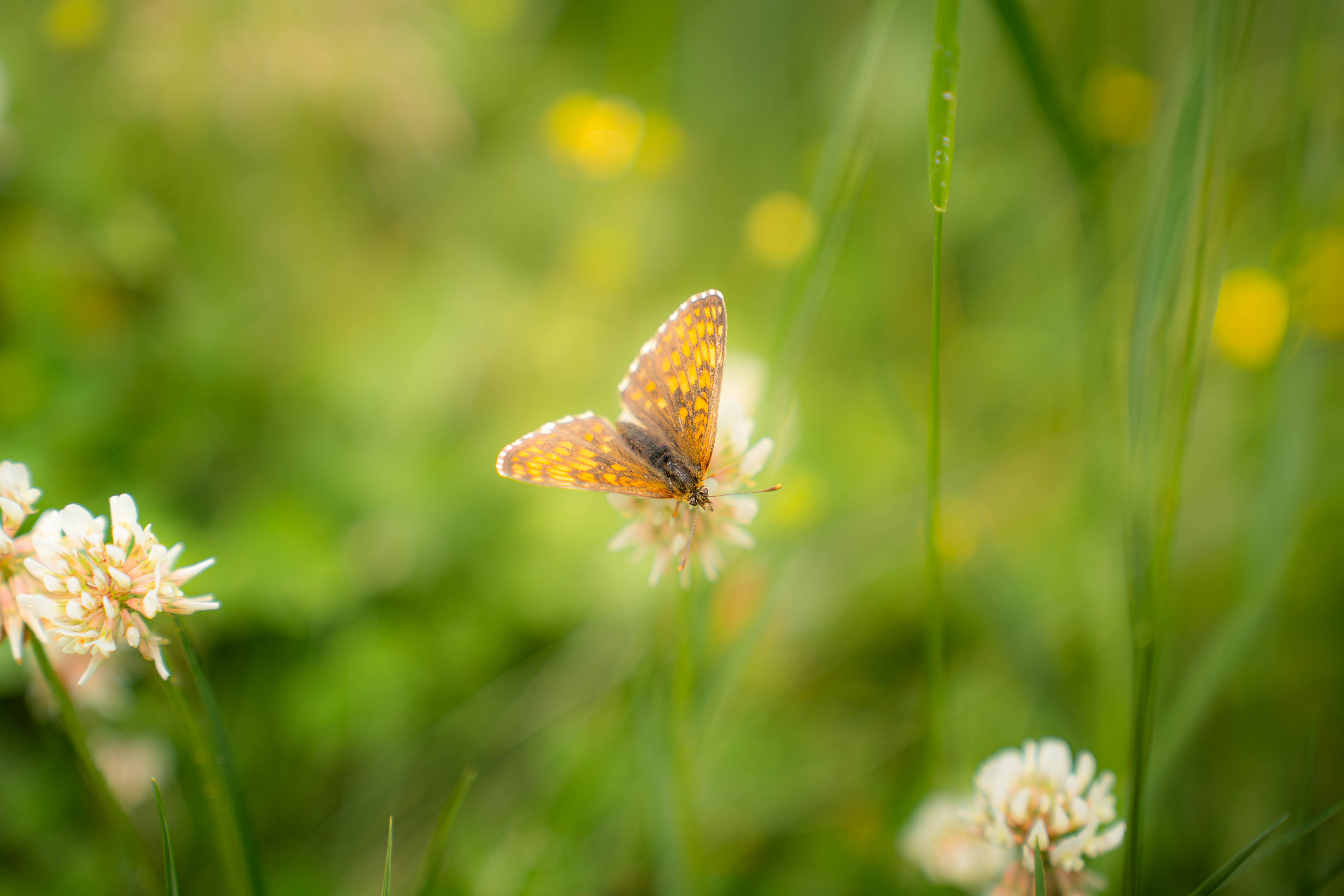 Nature Photo 6
