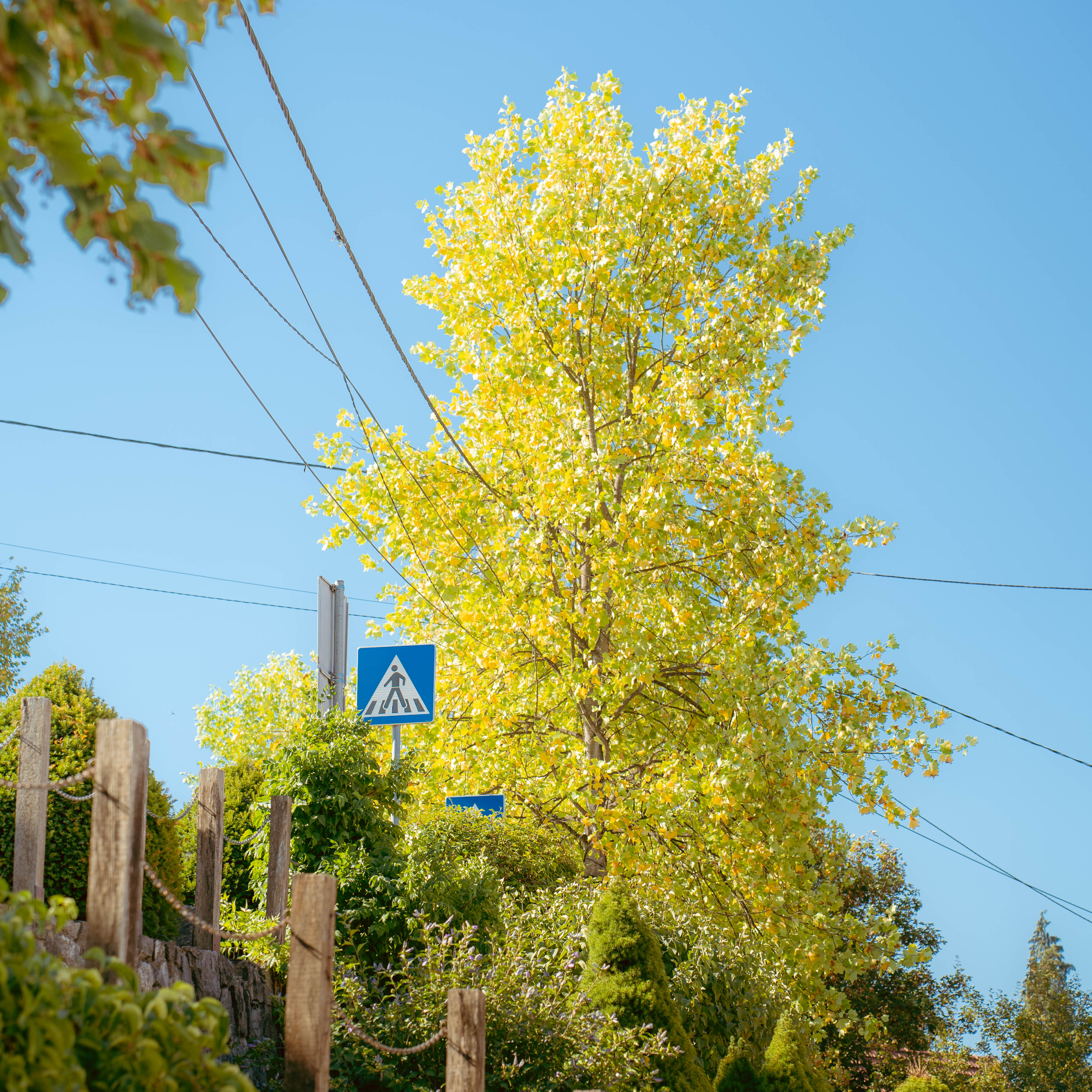 Nature Photo 8