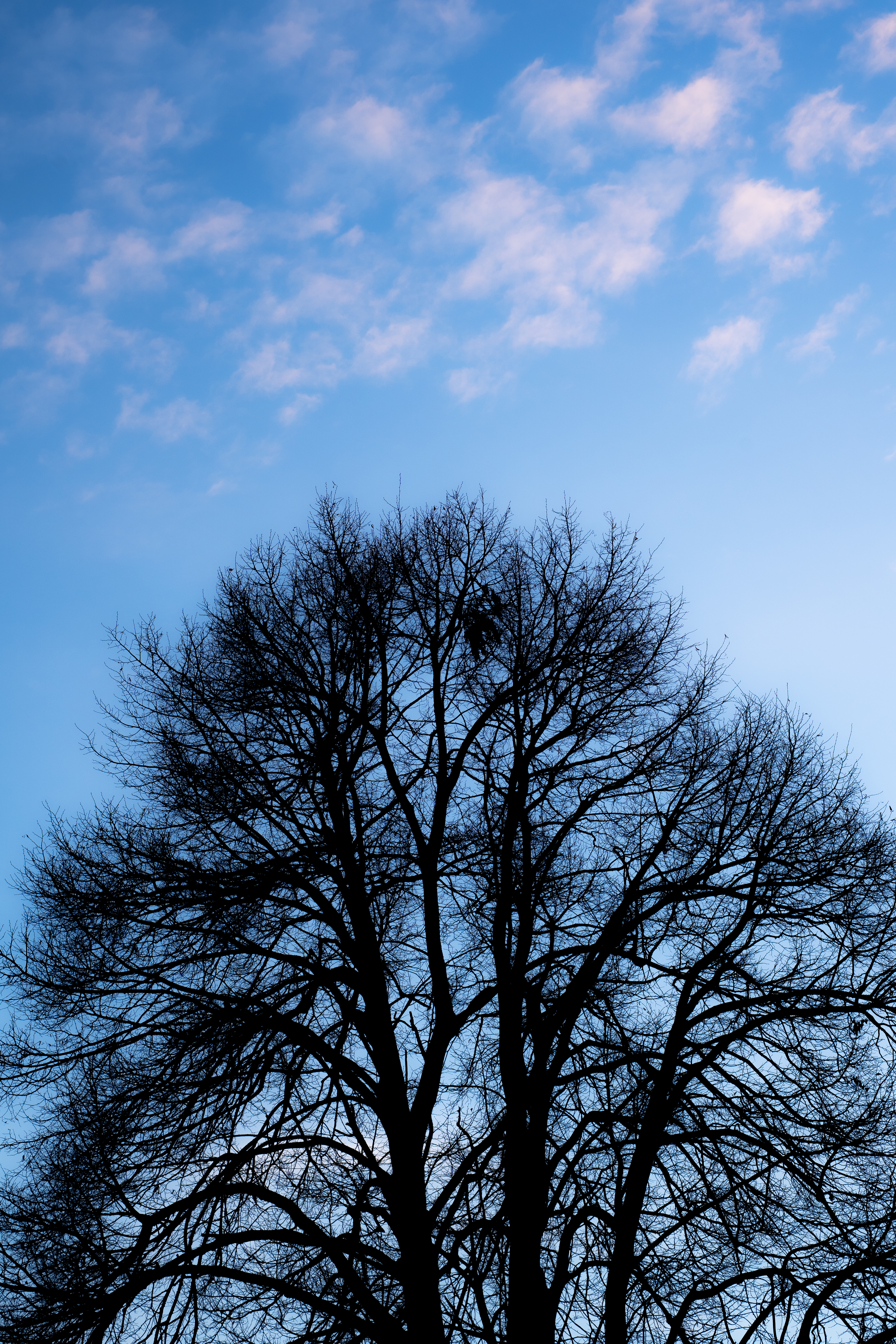 Nature Photo 12